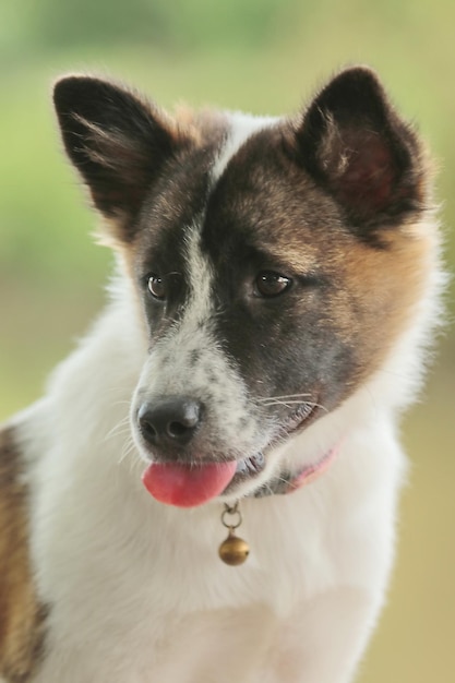 Photo vue rapprochée du chien détournant le regard