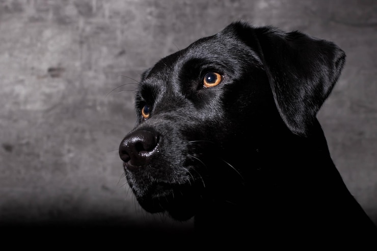 Photo vue rapprochée du chien détournant le regard