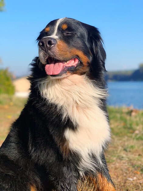 Vue rapprochée du chien détournant le regard