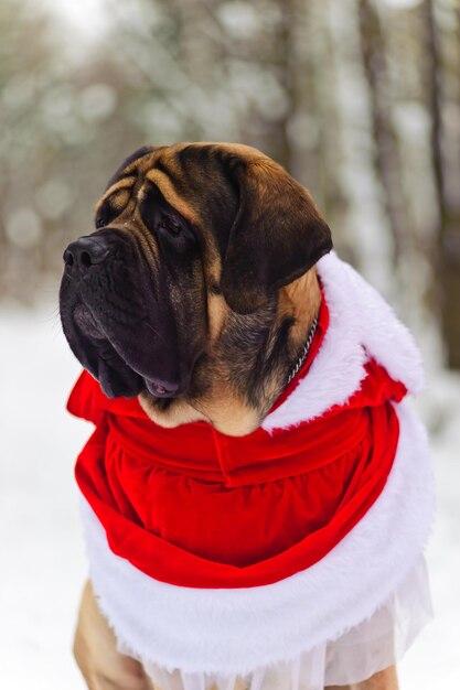 Photo vue rapprochée du chien détournant le regard