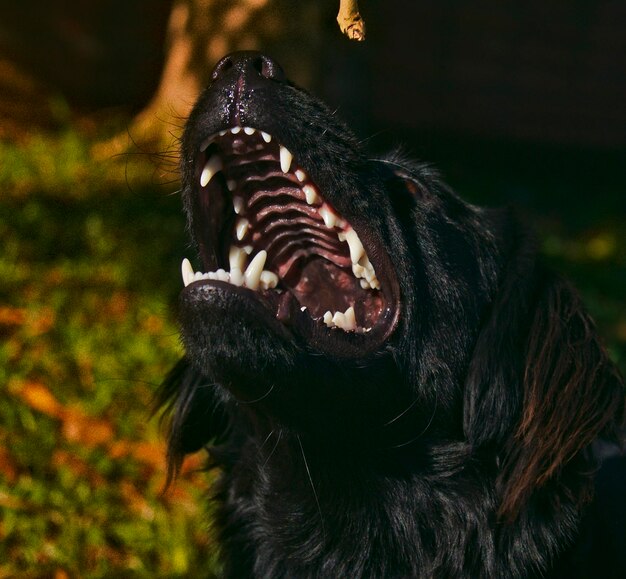 Photo vue rapprochée du chien à l'extérieur