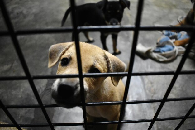 Photo vue rapprochée du chien à l'extérieur