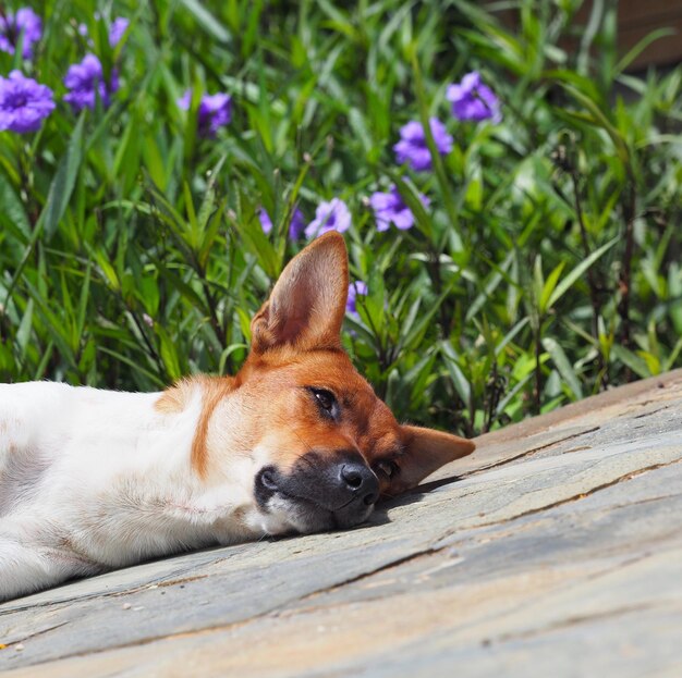 Photo vue rapprochée du chien à l'extérieur