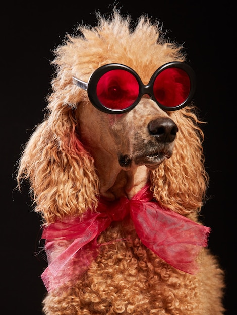 Vue rapprochée du chien sur fond noir
