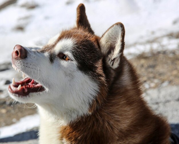 Photo vue rapprochée du chien en hiver