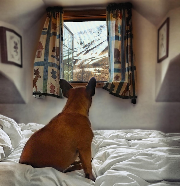 Photo vue rapprochée du chien sur le lit à la maison