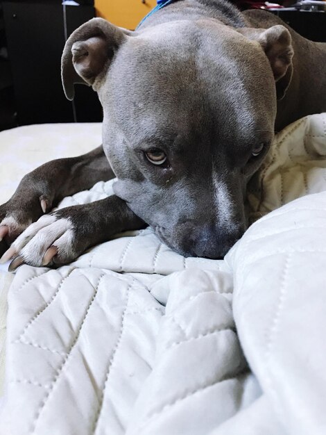 Photo vue rapprochée du chien sur le lit