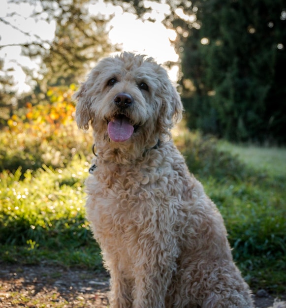 Photo vue rapprochée du chien sur le terrain