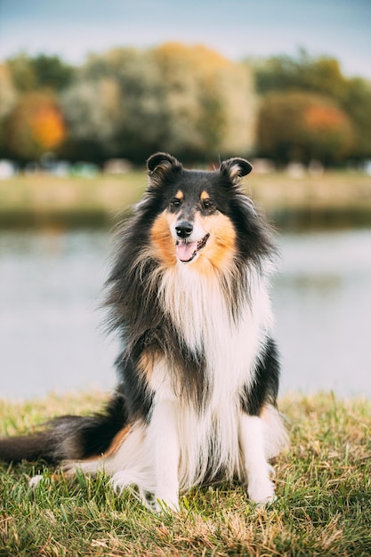 Photo vue rapprochée du chien sur le terrain