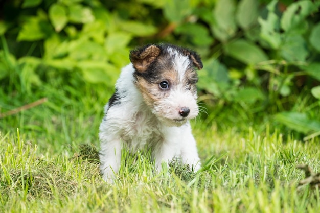 Vue rapprochée du chien sur le terrain