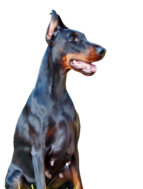 Vue rapprochée du chien