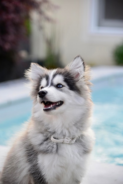 Vue rapprochée du chien