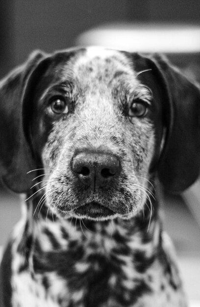 Vue rapprochée du chien