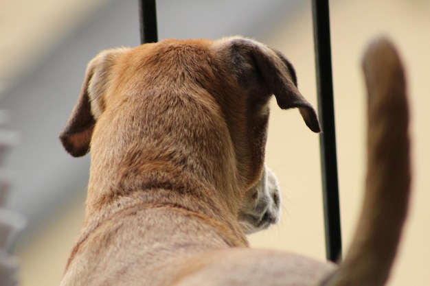 Photo vue rapprochée du chien