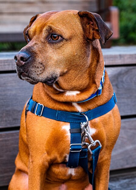 Vue rapprochée du chien