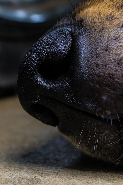 Vue rapprochée du chien