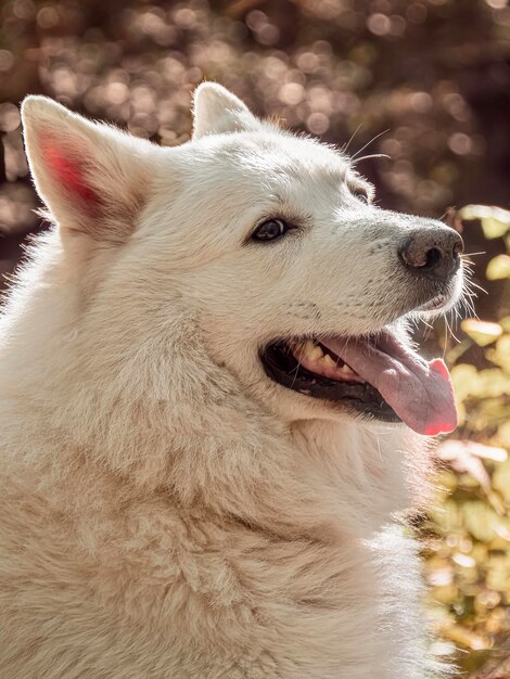 Vue rapprochée du chien