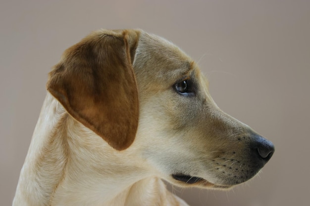 Vue rapprochée du chien