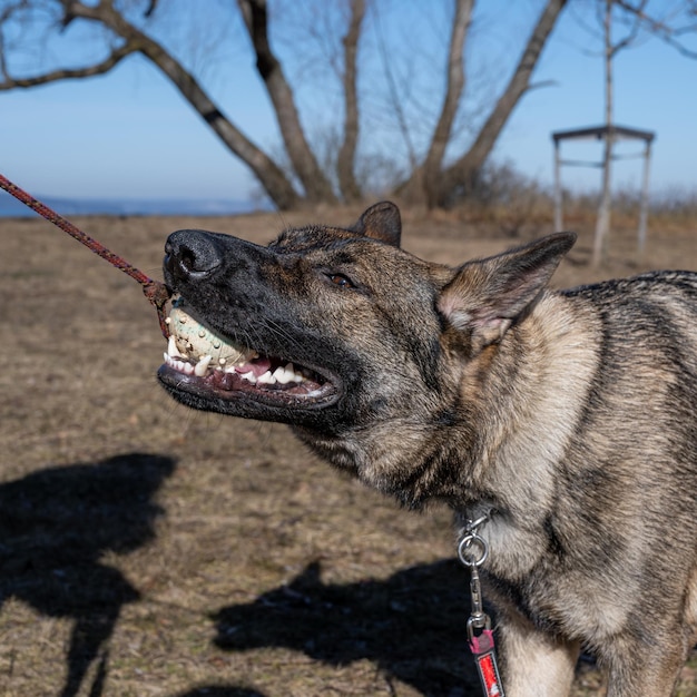 Photo vue rapprochée du chien