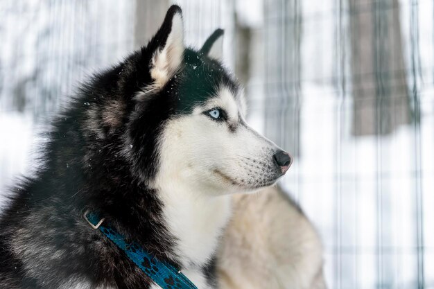 Photo vue rapprochée du chien