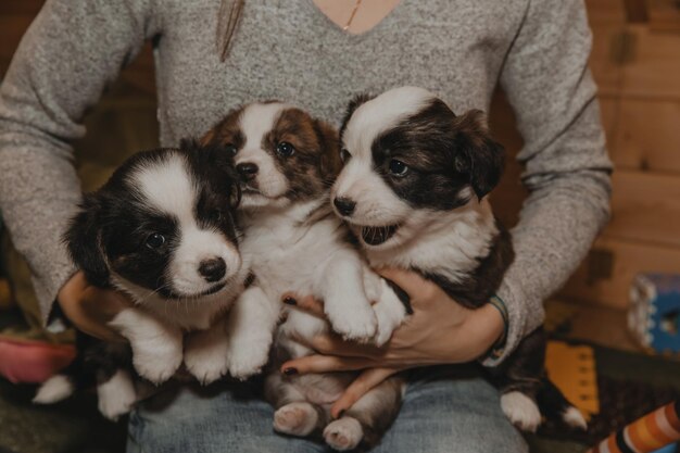 Vue rapprochée du chien