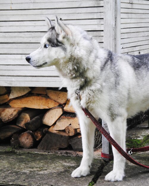 Photo vue rapprochée du chien