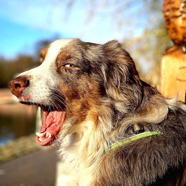 Vue rapprochée du chien