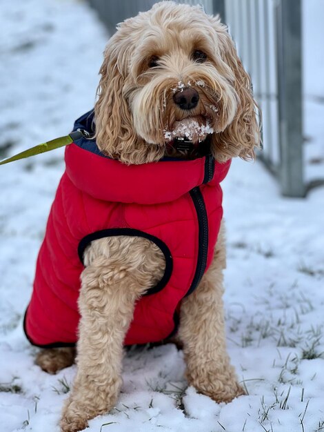 Vue rapprochée du chien