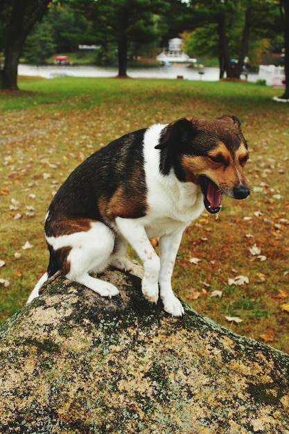 Photo vue rapprochée du chien