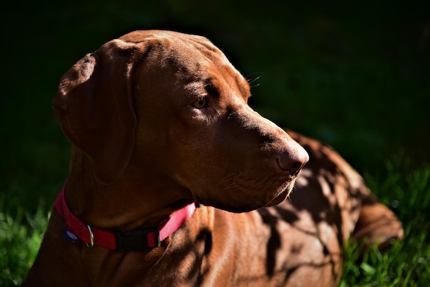 Photo vue rapprochée du chien