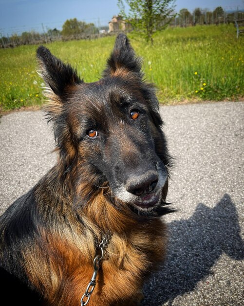 Photo vue rapprochée du chien