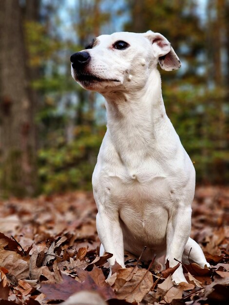 Photo vue rapprochée du chien