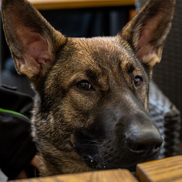 Photo vue rapprochée du chien