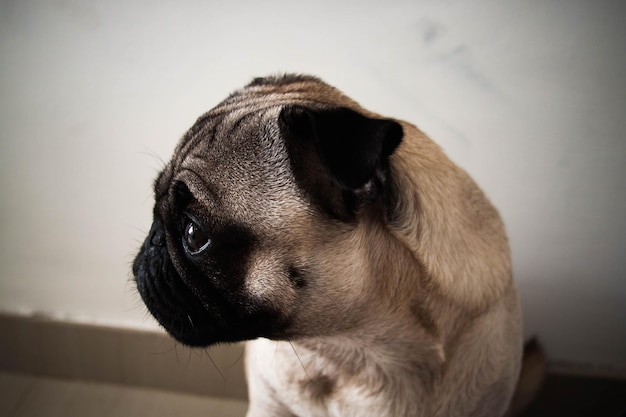 Vue rapprochée du chien