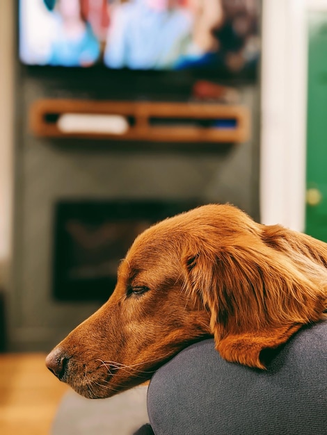 Vue rapprochée du chien