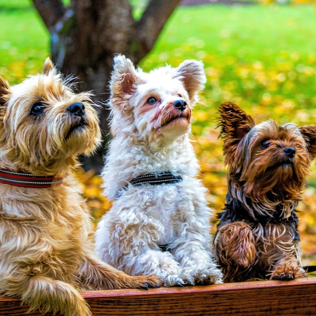 Photo vue rapprochée du chien