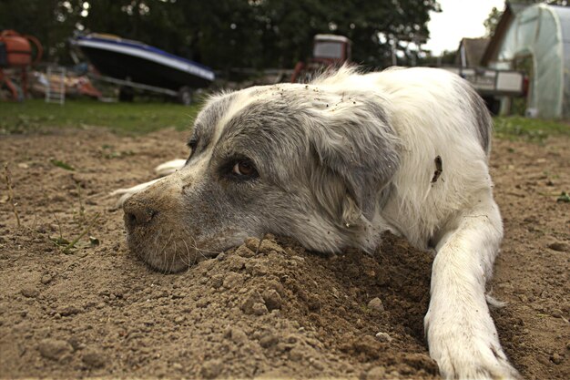 Vue rapprochée du chien