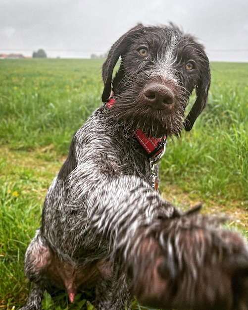 Photo vue rapprochée du chien