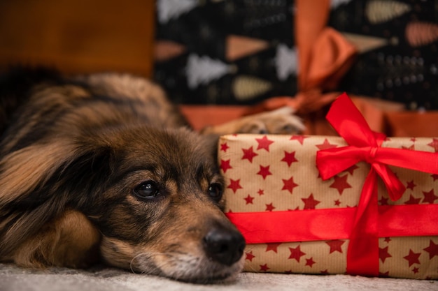 Photo vue rapprochée du chien