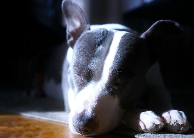 Photo vue rapprochée du chien