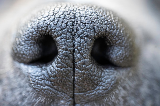 Vue rapprochée du chien