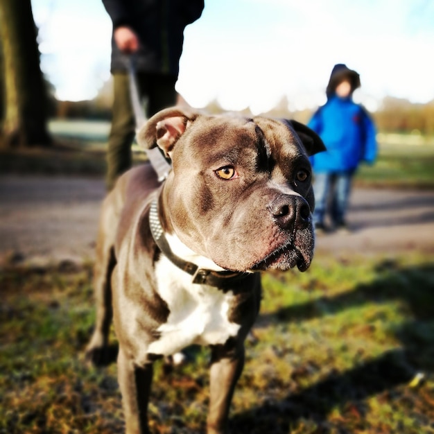 Photo vue rapprochée du chien