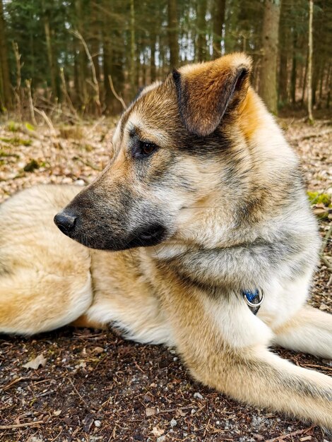 Photo vue rapprochée du chien