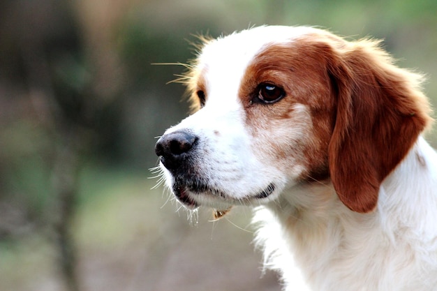 Photo vue rapprochée du chien