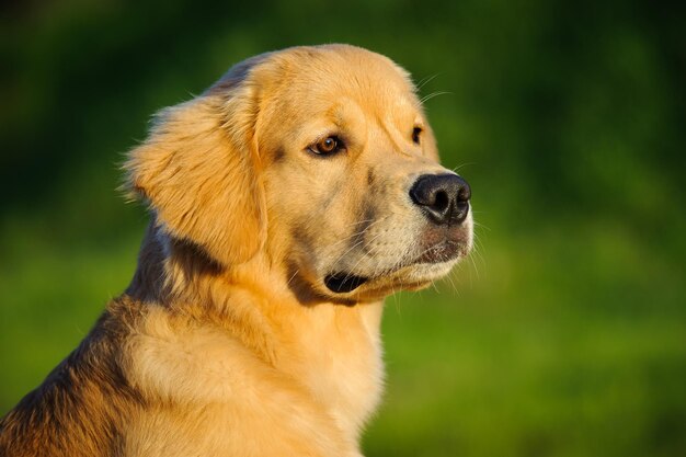 Vue rapprochée du chien