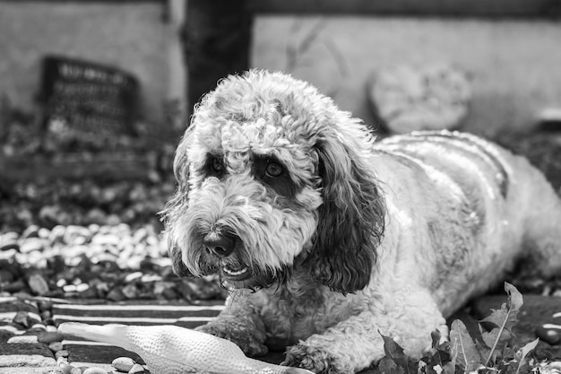 Photo vue rapprochée du chien