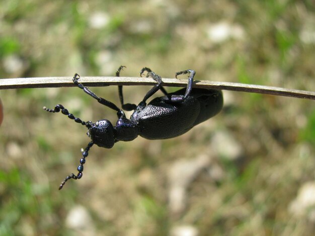 Photo vue rapprochée du coléoptère noir sur bâton