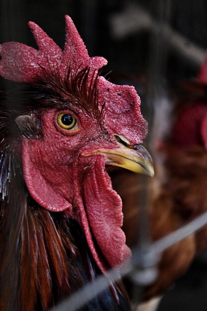 Vue rapprochée du coq à la ferme