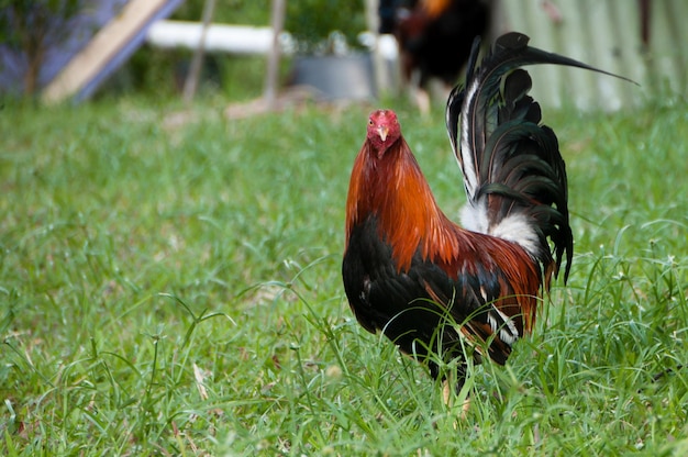 Photo vue rapprochée du coq sur l'herbe