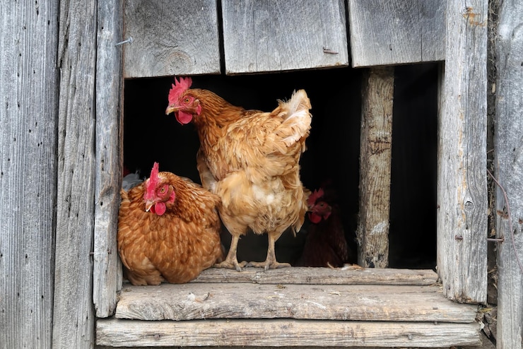 Photo vue rapprochée du coq par grange dans une ferme